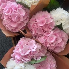 Simply Hydrangeas 